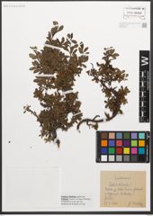 Foto von Salix retusa L.